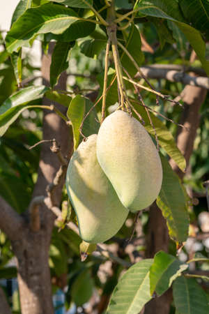 A raw mango hanging on mango tree. Bunch of green mango on tree in garden. Closeup of Mangoes hanging and green leaves.の写真素材
