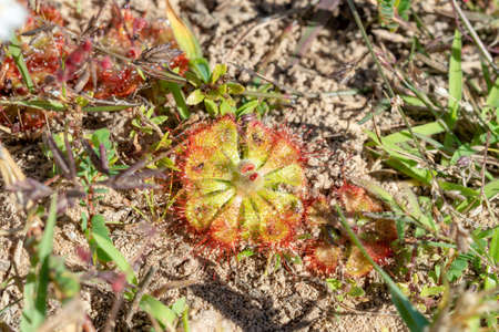 Round-leaved sundew in bloom in a macro shot ,A beautiful sundewsの写真素材