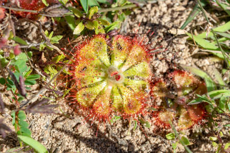 Round-leaved sundew in bloom in a macro shot ,A beautiful sundewsの写真素材