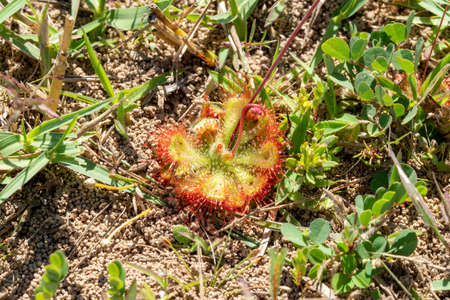 Round-leaved sundew in bloom in a macro shot ,A beautiful sundewsの写真素材