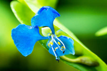 Blue flowers on a green background