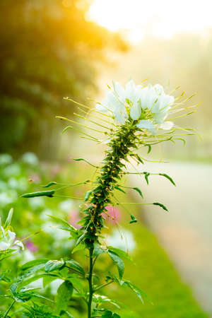 close up of white flower on green background in the morning lightの写真素材