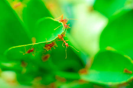 Red ant on green leaves , Green background