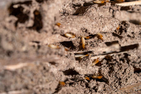 macro termites on decomposing wood. As an enemy of wooden houses as well.の写真素材
