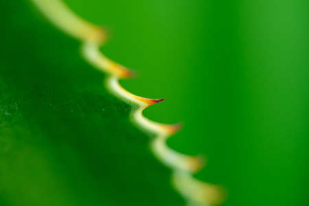 Sharp thorn on leaf of Agave succulent plant ,Green backgroundの写真素材