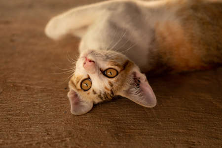 Thai cat, brown-white, yellow eyesの写真素材