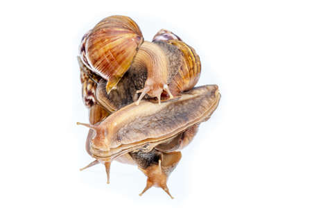 Achatina fulica snail crawling on the mirror , white backgroundの写真素材