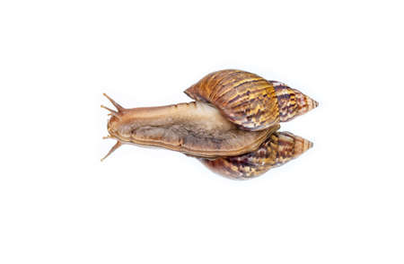 Achatina fulica snail crawling on the mirror , white backgroundの写真素材