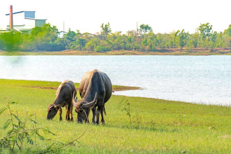 Buffalo in Thailand. buffaloes in field eating the grassの写真素材