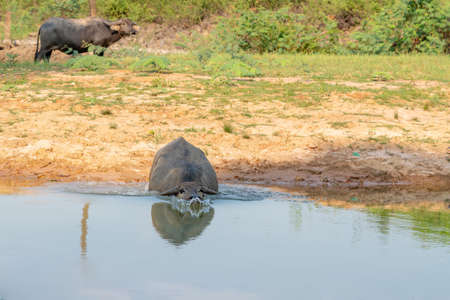 Buffalo in Thailand is eating water, buffalo eating grass beside the river.の写真素材