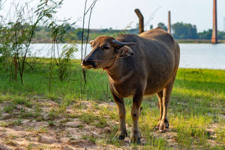 Buffalo in Thailand , Buffalo eating grass beside the riverの写真素材