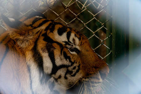 The tiger in the zoo is lying in a cage.の写真素材