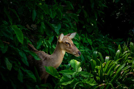 Eld's deer (Panolia eldii) also known as the thamin or brow-antlered deer, is an endangered species of deer indigenous to Southeast Asiaの写真素材