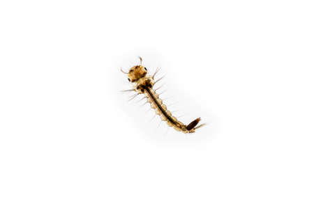 Mosquito larva ,Mosquitoes is vector born disease Dengue fever,の写真素材