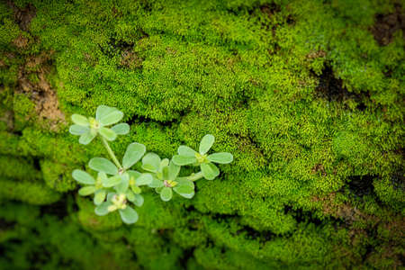 Green moss grows up covering the old wall. Displayed with a macro view Old walls that are full of mossの写真素材