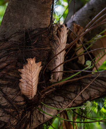 Epiphytes fern on tree ,Young brown and green fronds leaves of Drynaria roosii or Basket fern grows...