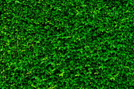 Green leaves wall texture of the tropical forest plant,on black backgroundの写真素材
