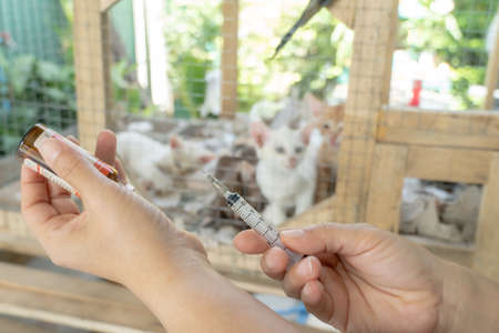 Veterinary is vaccinating kittens for immunity ,Rabies vaccine for cats at home.flim grainの写真素材
