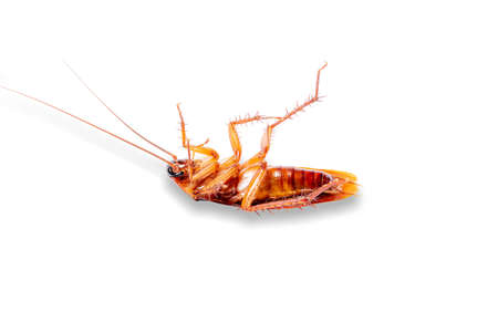 Cockroaches isolated on white background