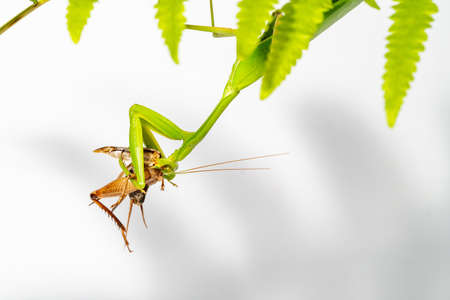 A giant asian mantis is munching on a cricket.Under the leavesの写真素材