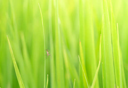 Close-up view of the spider ,Spider on a green blade of grass on a soft light green backgroundの写真素材