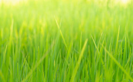 Blur background of rice in the field and the sunlight ,Blurred green backgroundの写真素材