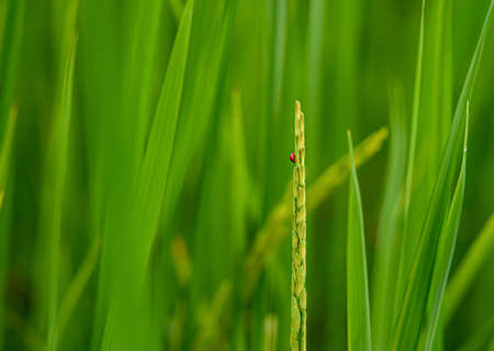 Ladybug insects on rice grains , on blurry background of green rice farm.の写真素材