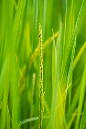 Ladybug insects on rice grains , on blurry background of green rice farm.の写真素材