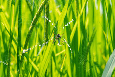 Yellow striped spider outside in nature in her spider web , Eating grasshopper ,with a green backgroundの写真素材