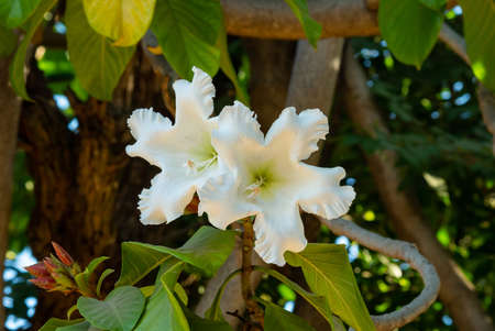 Easter Lily Vine is a large flower with white color. Beaumontia grandiflora or Herald's Trumpet.の写真素材