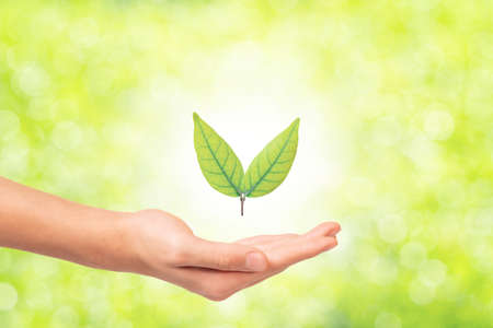 The leaves on the boy's hand on a abstract background, blurred, green, bokeh from the treeの写真素材