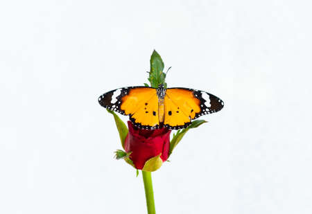 A butterfly on a red rose , On a white backgroundの写真素材