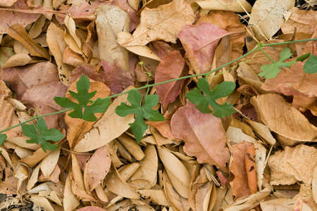 Dry and fresh leaves on the ground.の素材
