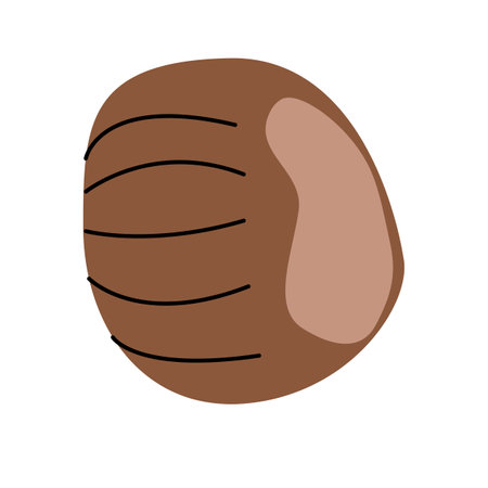 Flat Vector illustration of brown chestnut on white backgroundのイラスト素材