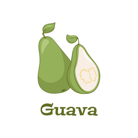 Guava, tasty edible tropical green fruit icon. Vector guava cartoon illustration isolated on white backgroundのイラスト素材