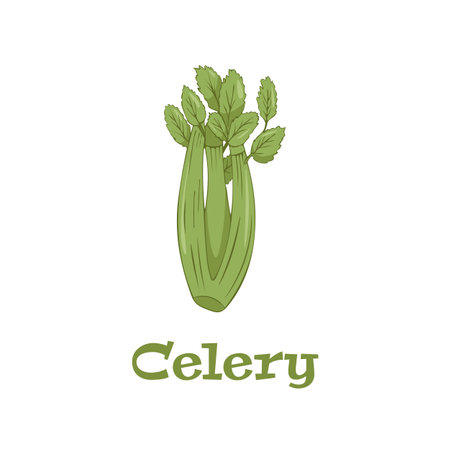 Nature organic vegetable Celery, healthy vector colorful food.のイラスト素材