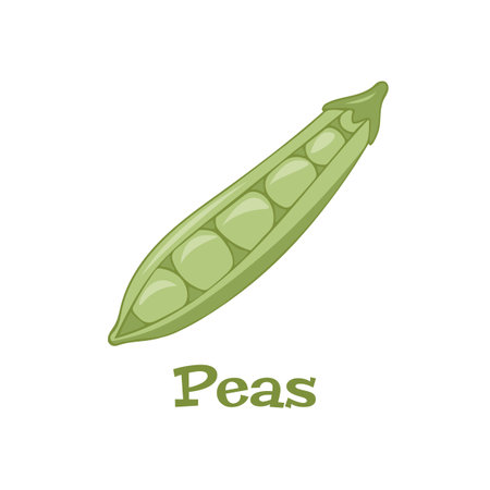 Green pea Vector image. Isolate on a white background. Element for cards, packaging design.のイラスト素材