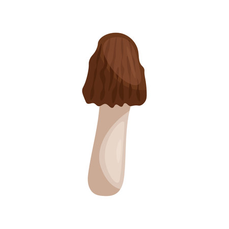 Morel on a white background vector illustration.のイラスト素材