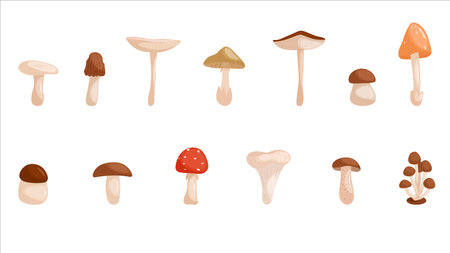 Cartoon mushrooms. Mushrooms isolated vector illustration set. Forest wild mushrooms types. Organic porcini and chanterelle, poisonous fungusのイラスト素材
