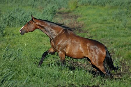 Potret horseの写真素材