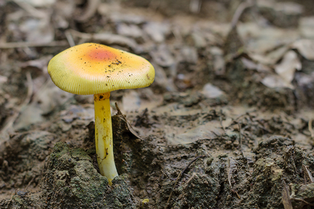 fresh mushroomsの写真素材