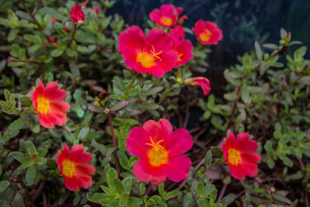 Flowers, common purslaneの写真素材