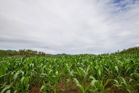 Green cornの写真素材