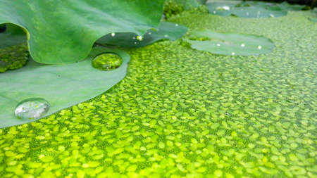 Cool colors green selective focus background. Lemina ninor, Lemna perpusilla Torr, common duckweed, duckweed, lesser duckweed in lotus pond.の写真素材