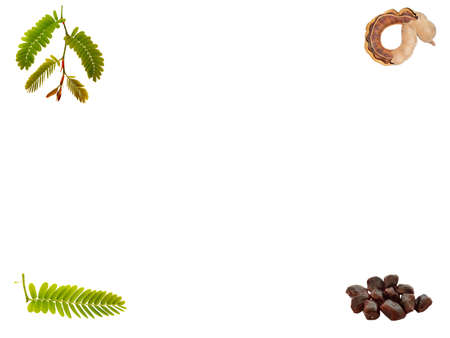 Tamarind - Sweet ripe tamarind with isolated on a white background.  Fresh sweet ripe tamarind with healthy fruit. Selective focus and toned image. Tamarind - Sweet as fruits as famous in Phetchabun province, Thailand.の写真素材