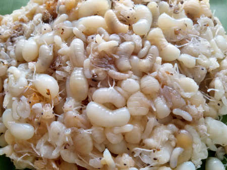 Ants egg on banana leaf. Weird food concept traditional food local cuisine of Thailand and Lao.(local food)の写真素材