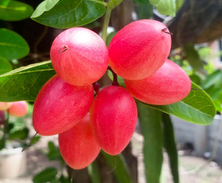 Carunda or Karonda  (Bengal-Currants) pink fruit on tree in the garden.Fruit for health and high vitamin. You can meet them in Thailand.の写真素材
