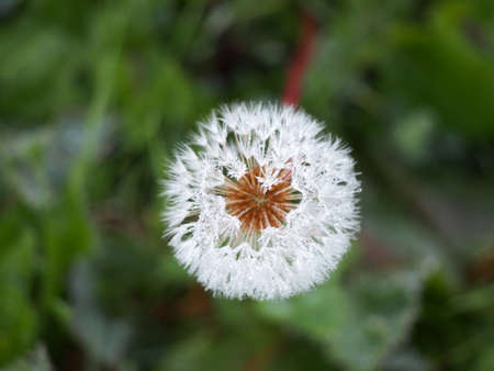 white flower
