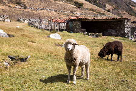 the white sheep and the black sheep