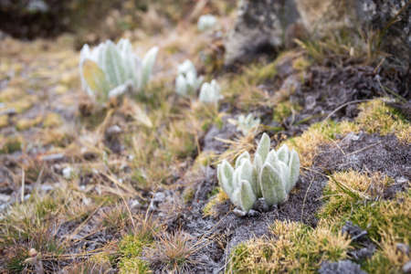 baby frailejon typical plant of the Venezuelan Andes